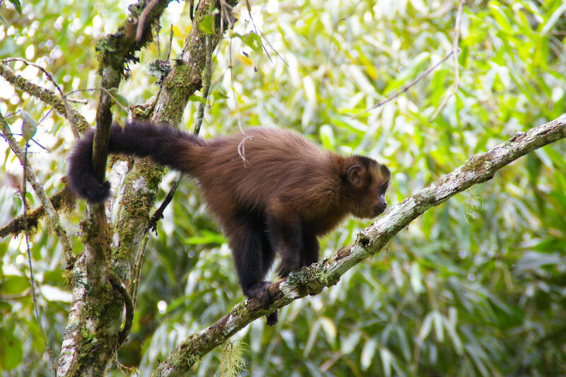 Manu National Park Tours en – Amazon Trails Peru